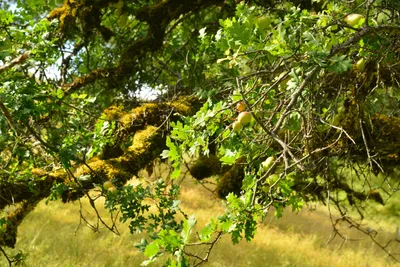 DSC_6805 (Large).JPG